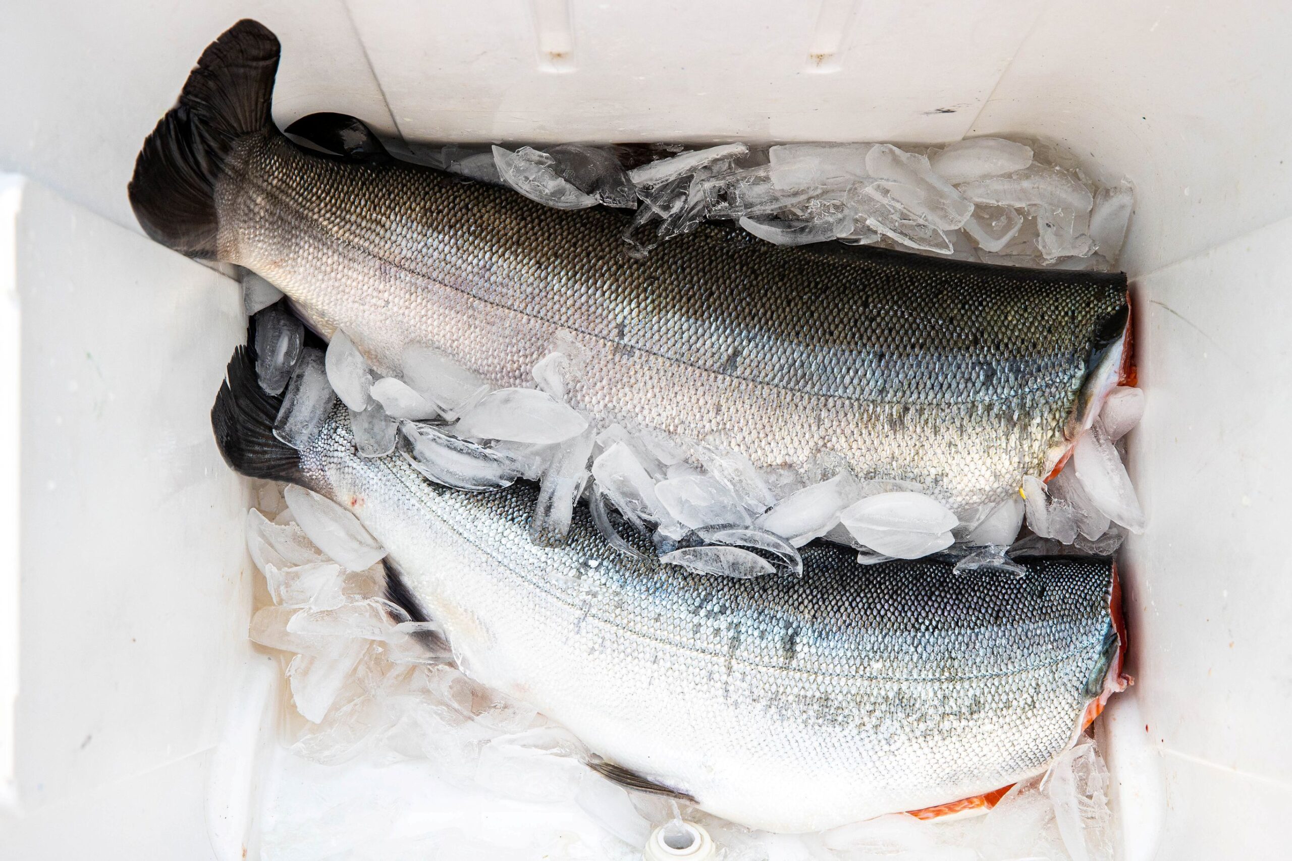 Perishable Shipping Trends