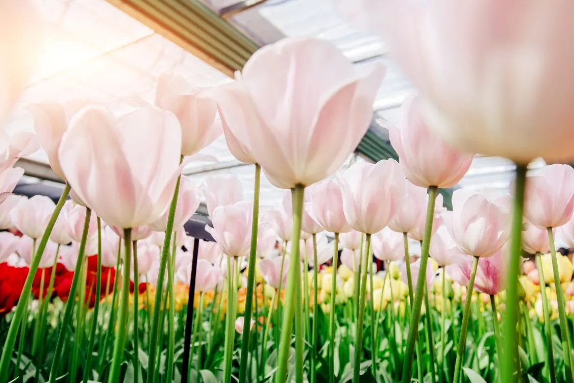 Flower Logistics